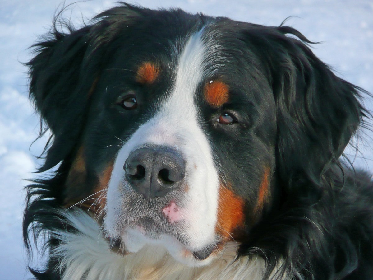 Bernedoodle, Bernese Mountain Dog and Poodle Mix - designerdogsbreeds.com